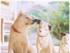 カイくんとニッパー